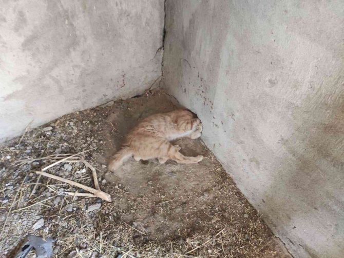 Duvardaki Delikte Sıkışan Kedi Kurtarıldı