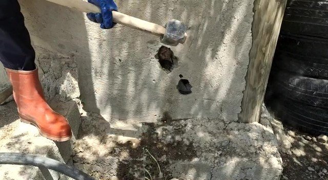 Duvardaki Delikte Sıkışan Kedi Kurtarıldı