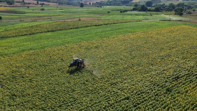 Ayçiçeği Tarlaları Çayır Tırtılına Karşı İlaçlanıyor