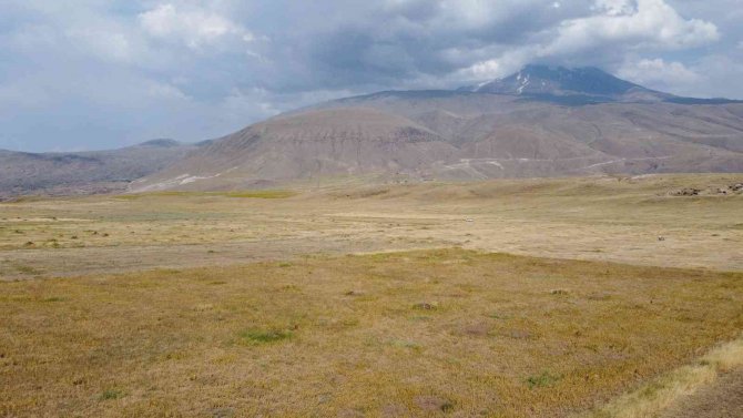 Ağrı Dağı Eteklerinde İlk Defa Aspir Bitkisi Yetiştirildi