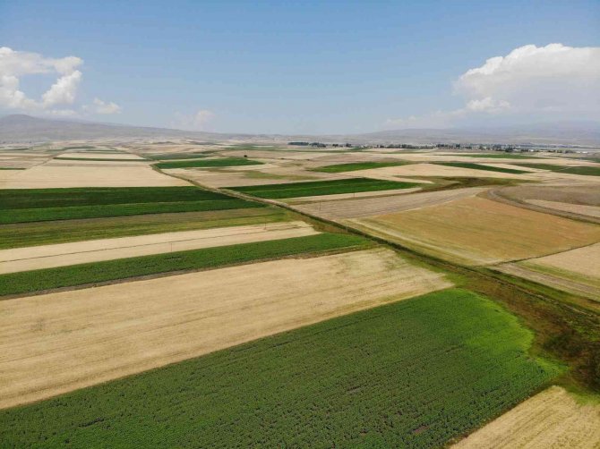 Kars’ta Tarlalardan Bereket Fışkırdı