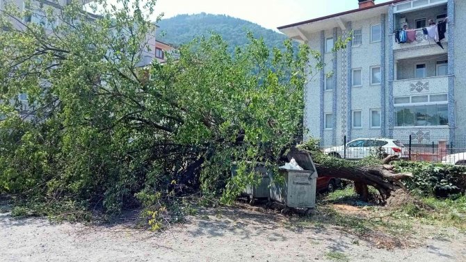 Çürüyen Dut Ağacı, Park Halindeki Aracın Üzerine Devrildi