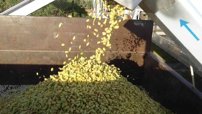 Kilis’te Boz Fıstıkları Kavlatma İşlemi Başladı