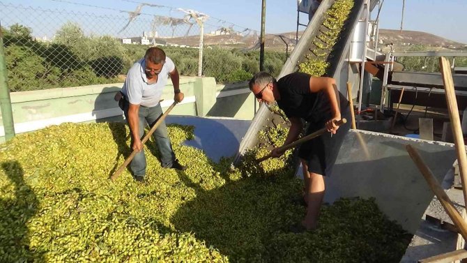 Kilis’te Boz Fıstıkları Kavlatma İşlemi Başladı