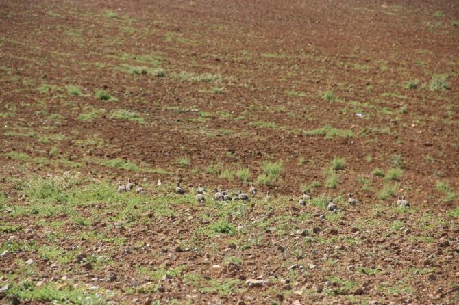 Kırşehir’de Keklikler Doğaya Salındı