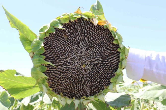 Ayçiçeği Tarlaları Hasat İçin Gün Sayıyor