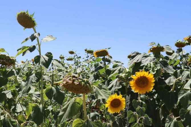Ayçiçeği Tarlaları Hasat İçin Gün Sayıyor