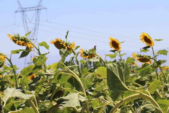 Ayçiçeği Tarlaları Hasat İçin Gün Sayıyor