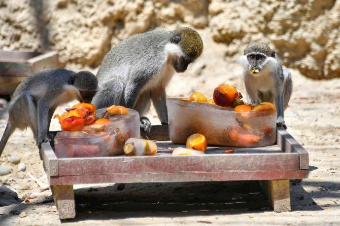 Tarsus Doğa Parkı’ndaki Canlılar Buzlu Yiyeceklerle Serinletiliyor