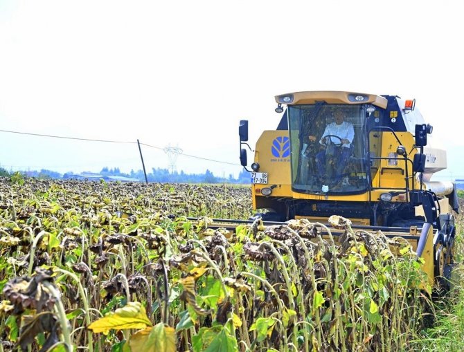 Vali Ceketini Çıkartıp, Biçerdöverle Ayçiçeği Hasadı Yaptı