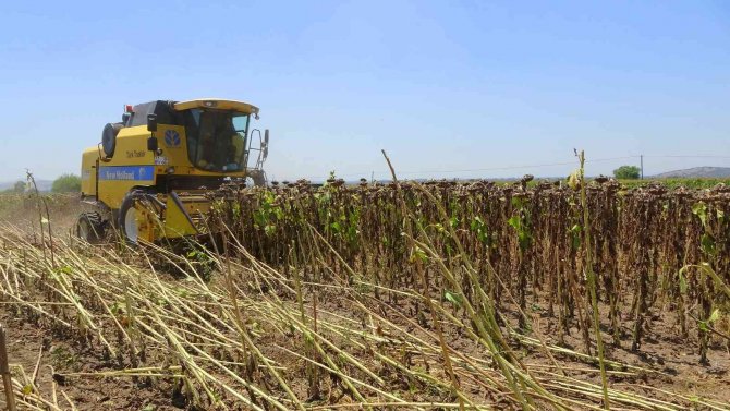 Vali Ceketini Çıkartıp, Biçerdöverle Ayçiçeği Hasadı Yaptı