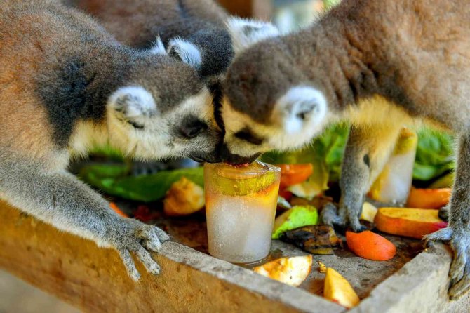 Tarsus Doğa Parkı’ndaki Canlılar Buzlu Yiyeceklerle Serinletiliyor