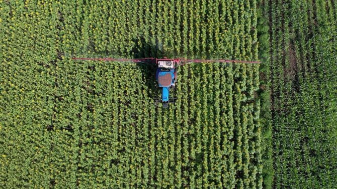 Ayçiçeği Tarlaları Çayır Tırtılına Karşı İlaçlanıyor