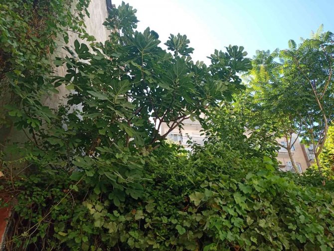 İ̇ncir Ağaçları Apartmanlara Direniyor