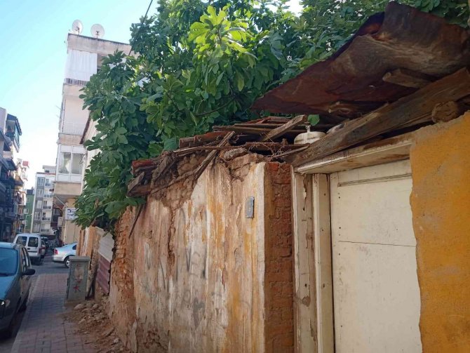 İ̇ncir Ağaçları Apartmanlara Direniyor