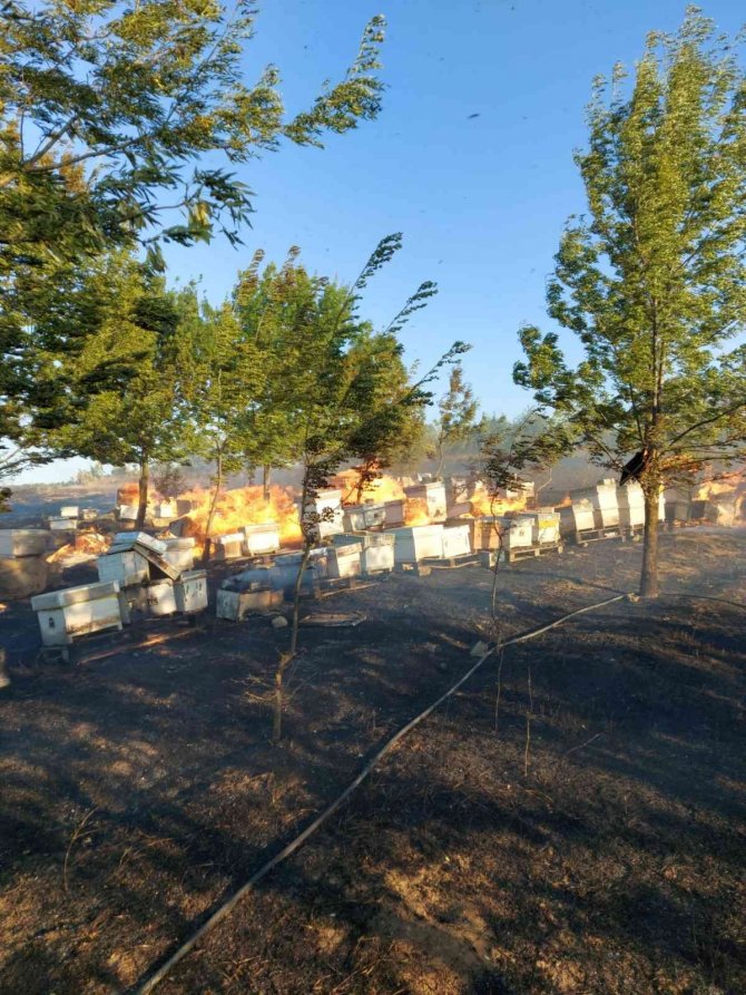 Tekirdağ’da Binlerce Arı Diri Diri Yandı: 15 Yıllık Emek Kül Oldu