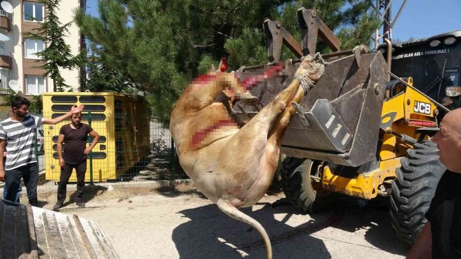 Kurban Bayramını Aratmayan Görüntüler, Boğa Ortalığı Bir Birine Kattı