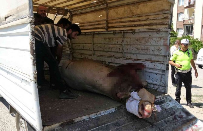 Kurban Bayramını Aratmayan Görüntüler, Boğa Ortalığı Bir Birine Kattı
