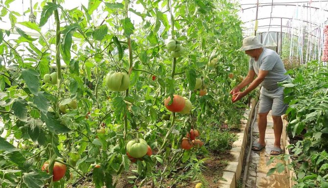 Bu Domatesin Tanesi 1 Kilo Geliyor, Rengi İle Dikkat Çekiyor