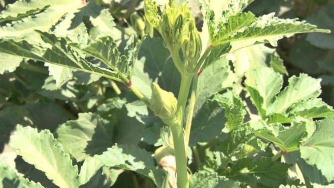 Bamya Üreticileri Aracılardan Dertli