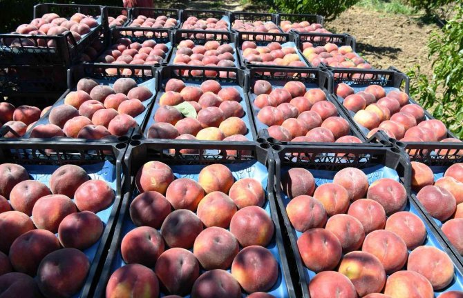 Lapseki Şeftalisinde Yüzde 25 Rekolte Artışı Bekleniyor