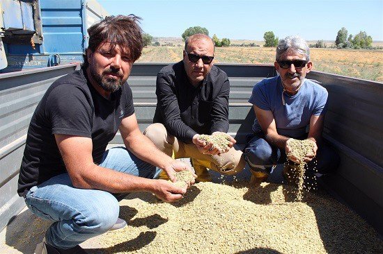 Yozgat’ta Yerli Tohum Yeşil Mercimekte Yüksek Verim Elde Edildi