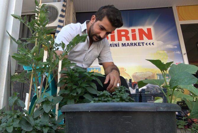 Önce Suladı Sonra Kökünden Sökerek Çaldı