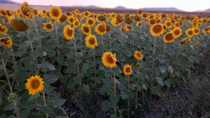 Ayçiçek Tarlalarındaki Masalsı Manzara Havadan Görüntülendi