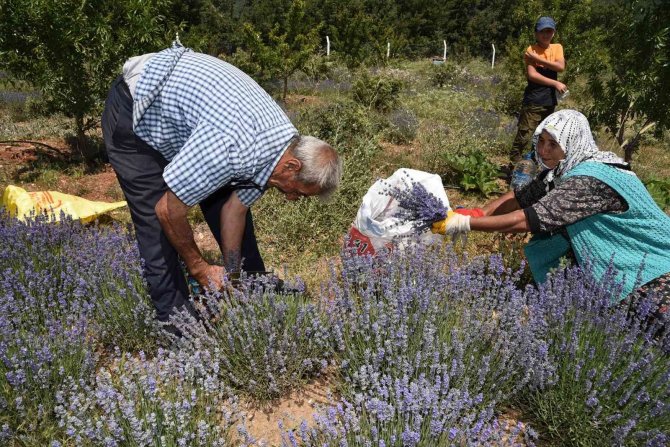 Arıkaya’da Mor Bereket