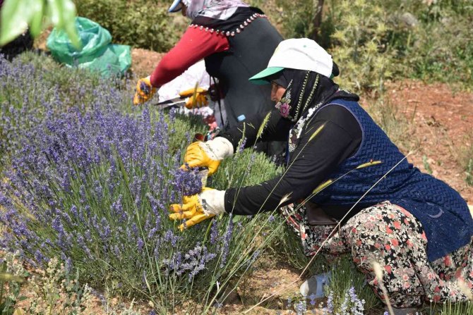 Arıkaya’da Mor Bereket