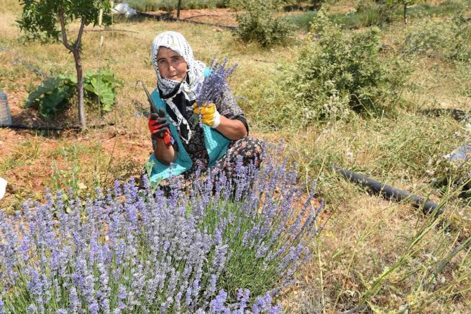 Arıkaya’da Mor Bereket