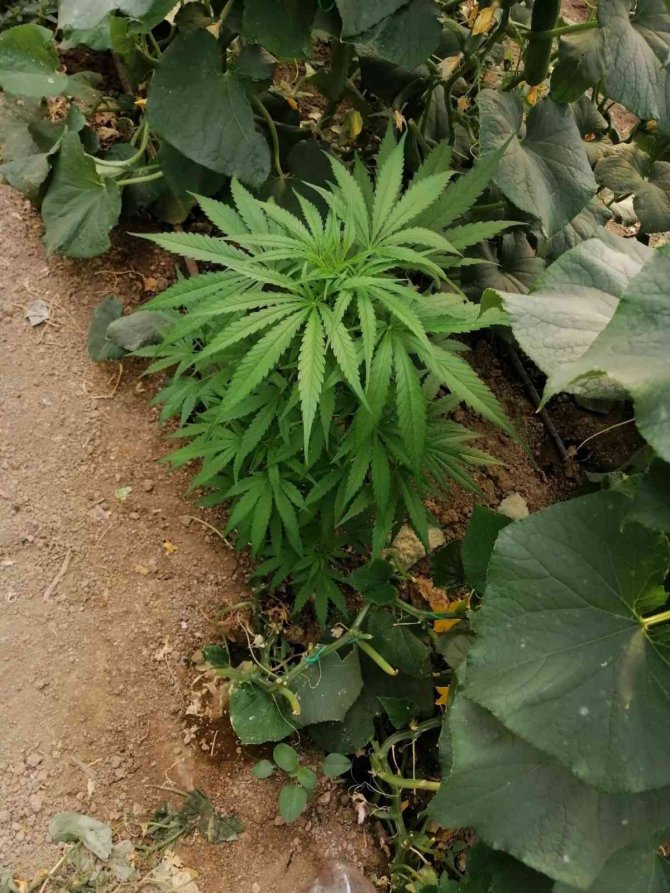 Elmalı’da Jandarmadan Kenevir Operasyonu