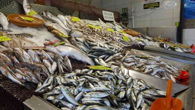 Balıkta Bolluk Yok, Çeşitlilik Çok