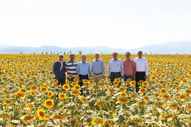 Ayçiçekler Hasat İçin Gün Sayıyor
