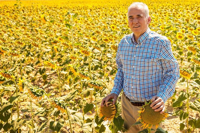 Ayçiçekler Hasat İçin Gün Sayıyor