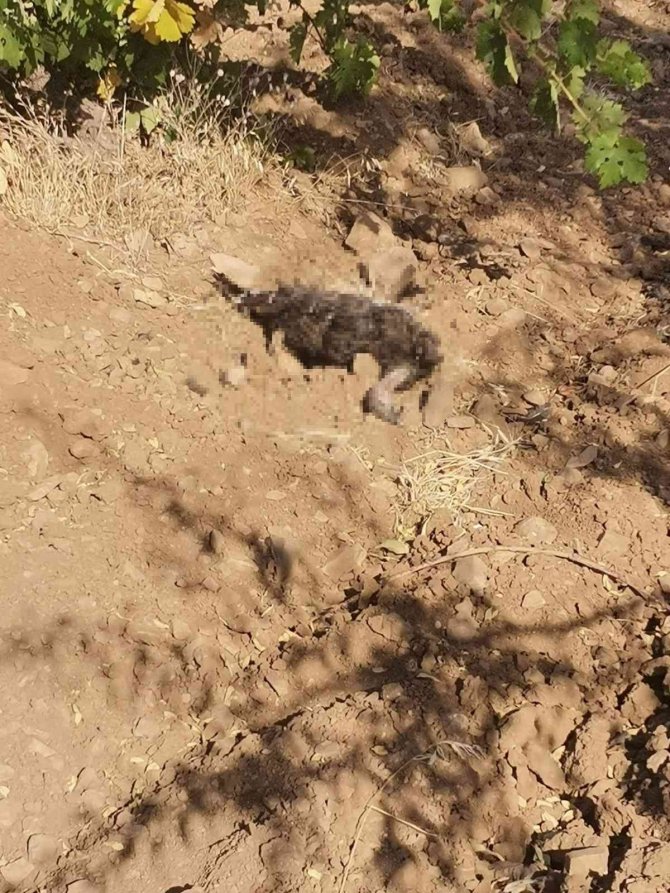 Kümese Dadanan Tilki 16 Hindiyi Telef Etti