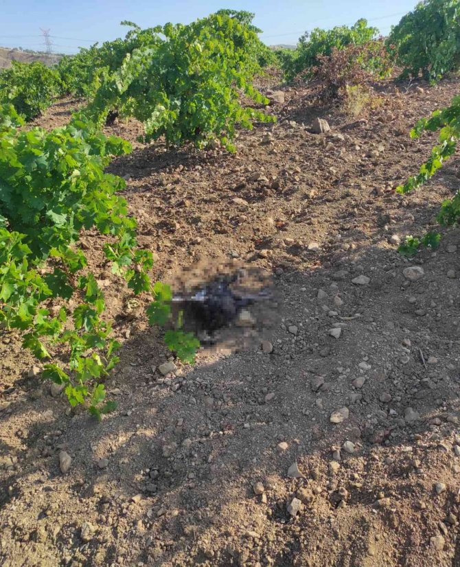 Kümese Dadanan Tilki 16 Hindiyi Telef Etti