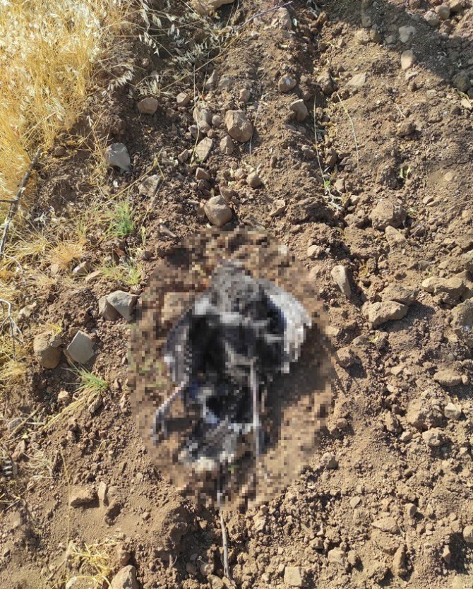 Kümese Dadanan Tilki 16 Hindiyi Telef Etti