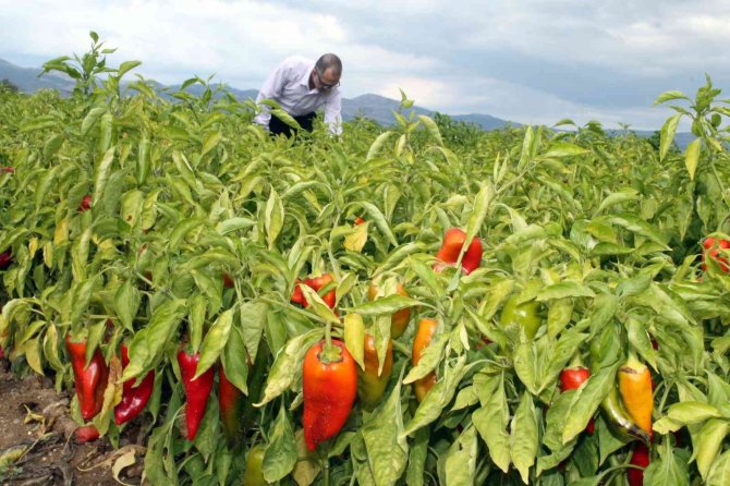 Adına Festivaller Düzenlenen Biber Fiyatı İle Üreticiyi Sevindirdi