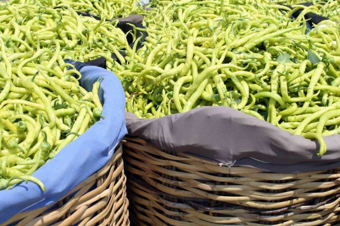 Adına Festivaller Düzenlenen Biber Fiyatı İle Üreticiyi Sevindirdi