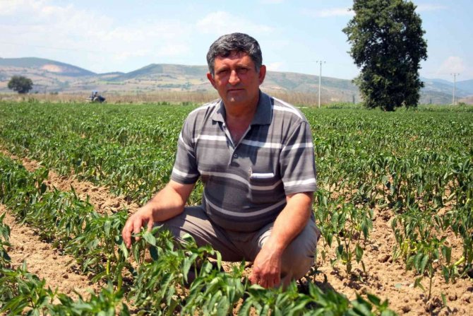Adına Festivaller Düzenlenen Biber Fiyatı İle Üreticiyi Sevindirdi