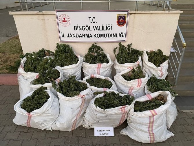 Bingöl’de 275 Bin Kök Kenevir Ve 152 Kilogram Kubar Esrar Ele Geçirildi