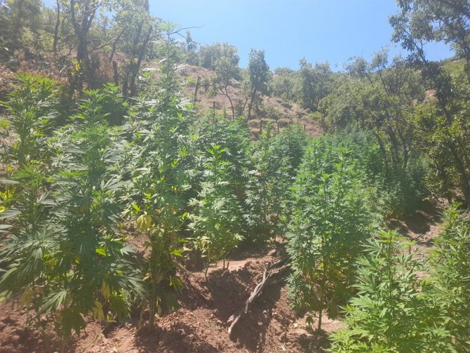 Bingöl’de 275 Bin Kök Kenevir Ve 152 Kilogram Kubar Esrar Ele Geçirildi