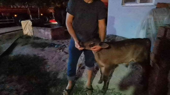 Ahır Yangınında İnanılmaz Kurtuluş