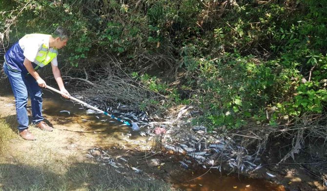 Bartın’da Telef Olan Balıklarla İlgili Irmakta İllegal Bir Deşarj Veya Atık Dökümü Tespit Edilmedi