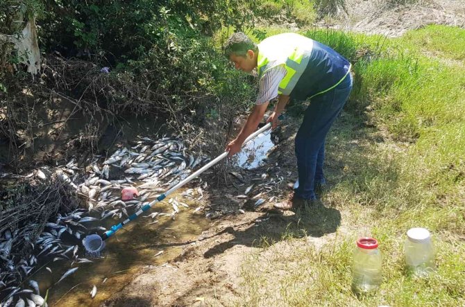 Bartın’da Telef Olan Balıklarla İlgili Irmakta İllegal Bir Deşarj Veya Atık Dökümü Tespit Edilmedi