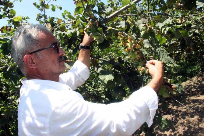 Serbest Piyasada, Fındık Fiyatı Tmo’yu Geçebilir