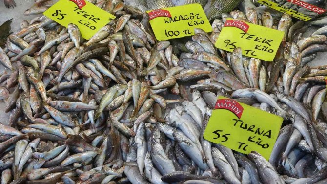 Balıkta Bolluk Yok, Çeşitlilik Çok