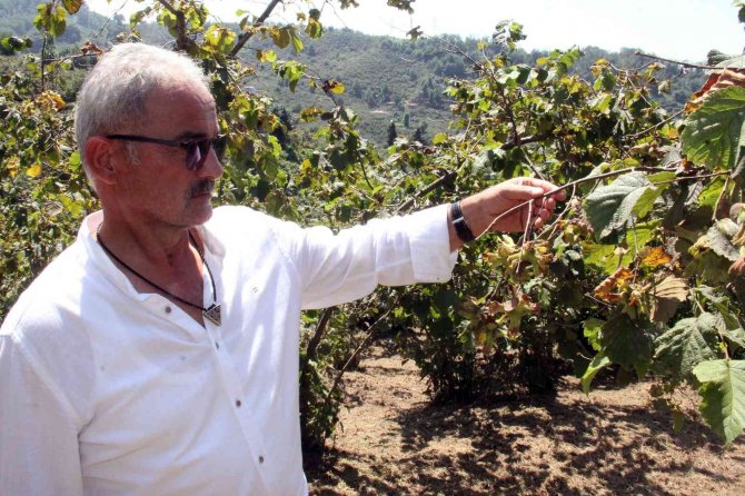 Serbest Piyasada, Fındık Fiyatı Tmo’yu Geçebilir