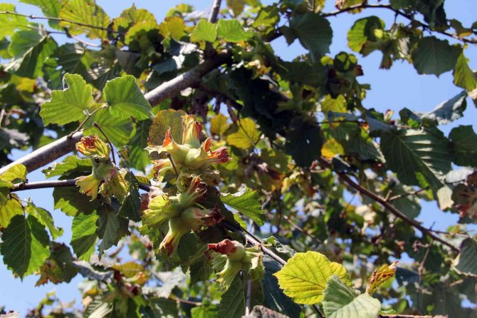 Serbest Piyasada, Fındık Fiyatı Tmo’yu Geçebilir